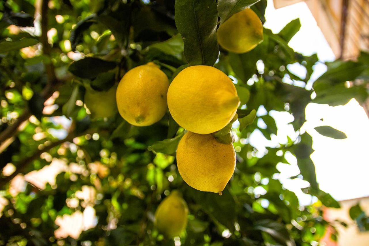 Fior Di Limone Lägenhet Sestri Levante Exteriör bild